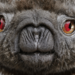 Victorian Ladies Hunted Mothman?! History's Wildest Hoax